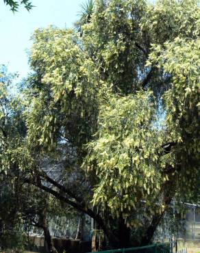 Fotografia 7 da espécie Callistemon pallidus no Jardim Botânico UTAD