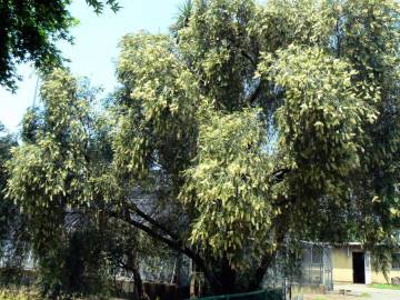 Fotografia da espécie Callistemon pallidus