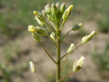 Fotografia da espécie Camelina microcarpa