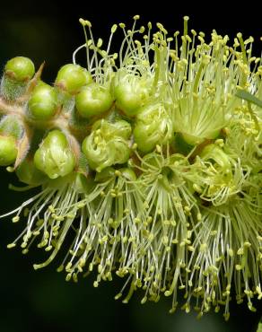 Fotografia 8 da espécie Callistemon pallidus no Jardim Botânico UTAD