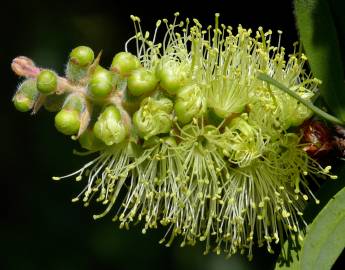 Fotografia da espécie Callistemon pallidus