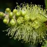 Fotografia 8 da espécie Callistemon pallidus do Jardim Botânico UTAD