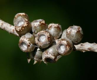 Fotografia da espécie Callistemon pallidus