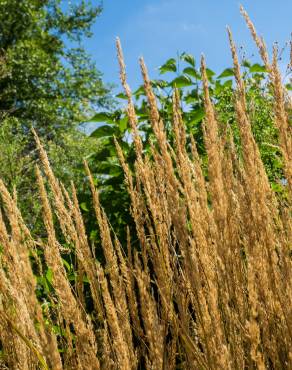 Fotografia 3 da espécie Calamagrostis arundinacea no Jardim Botânico UTAD