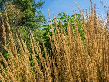 Fotografia da espécie Calamagrostis arundinacea