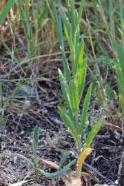 Fotografia da espécie Camelina microcarpa