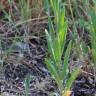 Fotografia 7 da espécie Camelina microcarpa do Jardim Botânico UTAD