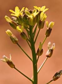 Fotografia da espécie Camelina microcarpa