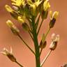 Fotografia 8 da espécie Camelina microcarpa do Jardim Botânico UTAD