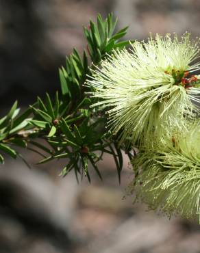 Fotografia 10 da espécie Callistemon pallidus no Jardim Botânico UTAD