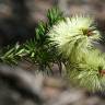 Fotografia 10 da espécie Callistemon pallidus do Jardim Botânico UTAD