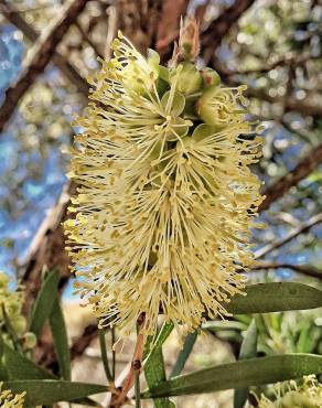 Fotografia 11 da espécie Callistemon pallidus no Jardim Botânico UTAD