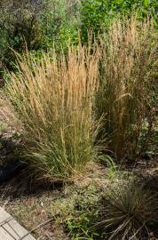 Fotografia da espécie Calamagrostis arundinacea