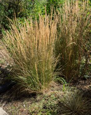 Fotografia 4 da espécie Calamagrostis arundinacea no Jardim Botânico UTAD