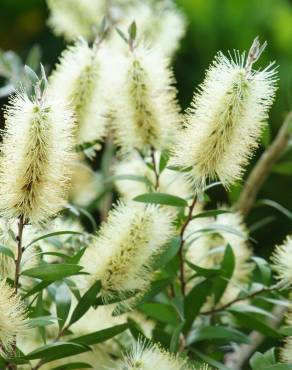 Fotografia 12 da espécie Callistemon pallidus no Jardim Botânico UTAD