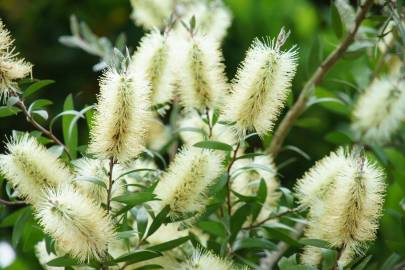 Fotografia da espécie Callistemon pallidus