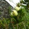 Fotografia 13 da espécie Callistemon pallidus do Jardim Botânico UTAD