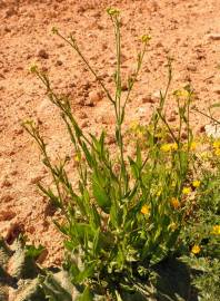 Fotografia da espécie Camelina microcarpa