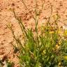 Fotografia 9 da espécie Camelina microcarpa do Jardim Botânico UTAD