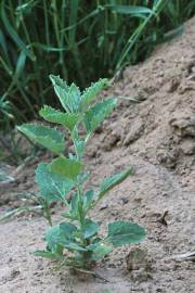 Fotografia da espécie Atriplex rosea