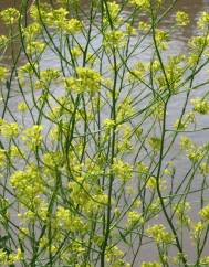 Brassica nigra
