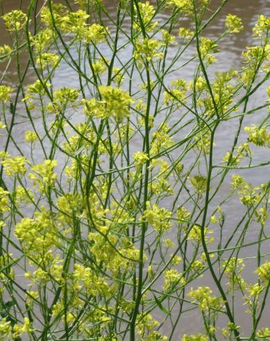 Fotografia de capa Rhamphospermum nigrum - do Jardim Botânico