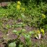 Fotografia 6 da espécie Rhamphospermum nigrum do Jardim Botânico UTAD