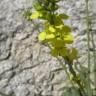 Fotografia 7 da espécie Rhamphospermum nigrum do Jardim Botânico UTAD