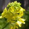 Fotografia 8 da espécie Rhamphospermum nigrum do Jardim Botânico UTAD