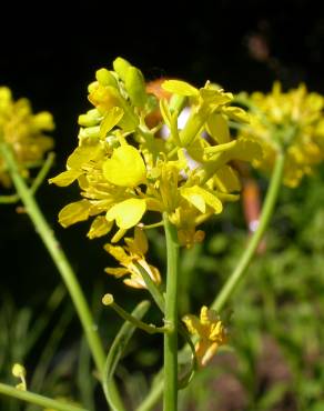 Fotografia 9 da espécie Rhamphospermum nigrum no Jardim Botânico UTAD