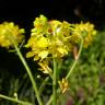 Fotografia 9 da espécie Rhamphospermum nigrum do Jardim Botânico UTAD