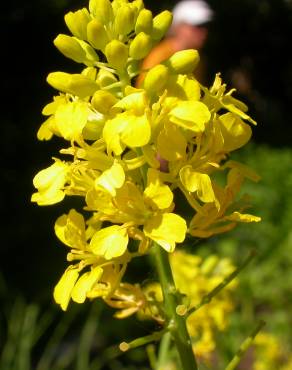 Fotografia 10 da espécie Rhamphospermum nigrum no Jardim Botânico UTAD