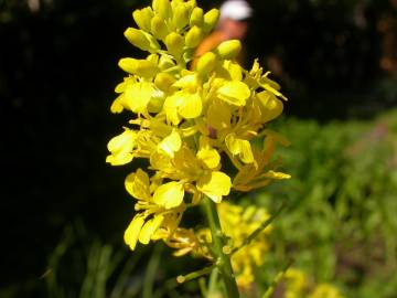 Fotografia da espécie Rhamphospermum nigrum