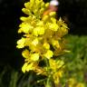 Fotografia 10 da espécie Rhamphospermum nigrum do Jardim Botânico UTAD