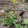 Fotografia 12 da espécie Rhamphospermum nigrum do Jardim Botânico UTAD