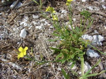 Fotografia da espécie Rhamphospermum nigrum