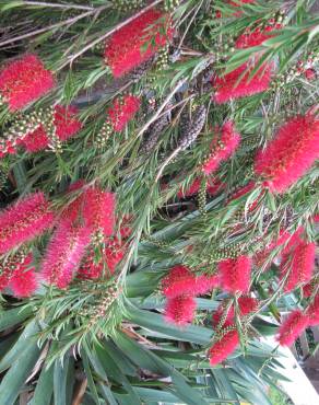 Fotografia 3 da espécie Callistemon rigidus no Jardim Botânico UTAD