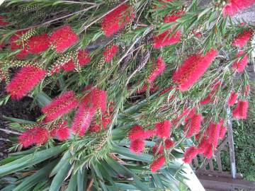 Fotografia da espécie Callistemon rigidus