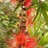 Fotografia 4 da espécie Callistemon rigidus do Jardim Botânico UTAD