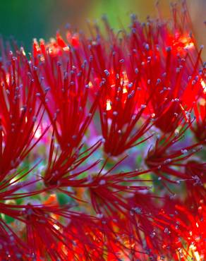 Fotografia 5 da espécie Callistemon rigidus no Jardim Botânico UTAD