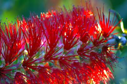 Fotografia da espécie Callistemon rigidus