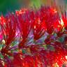 Fotografia 5 da espécie Callistemon rigidus do Jardim Botânico UTAD