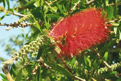 Fotografia da espécie Callistemon rigidus