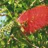 Fotografia 6 da espécie Callistemon rigidus do Jardim Botânico UTAD