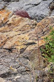 Fotografia da espécie Bromus rubens