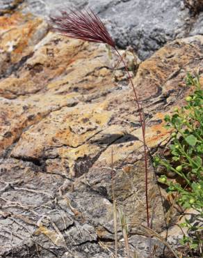 Fotografia 6 da espécie Bromus rubens no Jardim Botânico UTAD