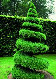 Fotografia da espécie Buxus sempervirens