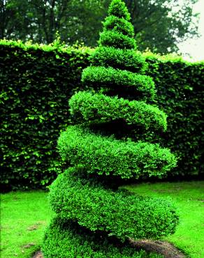 Fotografia 8 da espécie Buxus sempervirens no Jardim Botânico UTAD