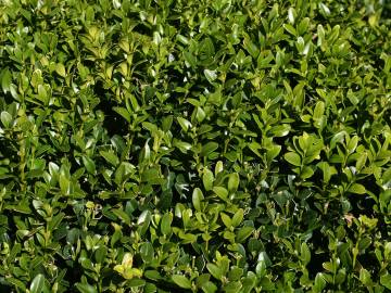 Fotografia da espécie Buxus sempervirens