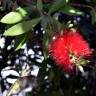 Fotografia 7 da espécie Callistemon rigidus do Jardim Botânico UTAD